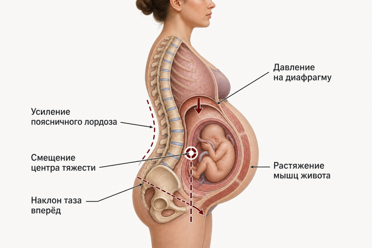 Анатомические изменения осанки при беременности: лордоз, наклон таза, смещение центра тяжести